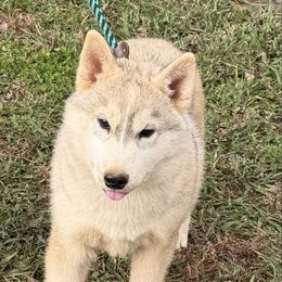 Boy 1 - Gray and white male Siberian Husky puppy in Loudon, Tennessee from Kristari Siberians