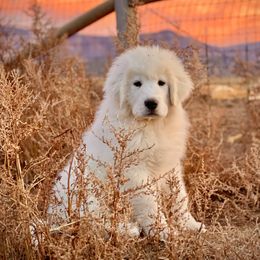 Green Collar Boy 2 - White and badger male Great Pyrenees puppy in Cedar City, Utah from Forestwood Farms Great Pyrenees