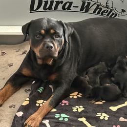 Athena - Black and tan female Rottweiler puppy in Newfoundland, Pennsylvania from Poconopaws