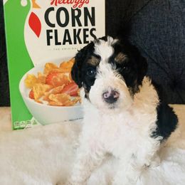 Bernedoodle Puppies from Moose Tracks Bernedoodles