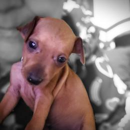 Lt. Blue - Stag red male Miniature Pinscher puppy in Phelan, California from Desert Rose Kennel