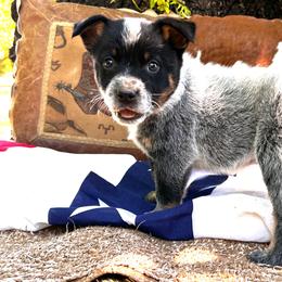Tarzan - Blue speckled male Australian Cattle Dog puppy in Red Bluff, California from Route 99 Heelers