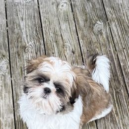 Shih Tzu Puppies from Meadow Lane Pups