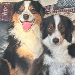 Clay - Miniature American Shepherd