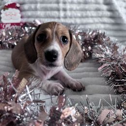 Holly - Piebald female Dachshund puppy in Ocala, Florida from Weenie Boops