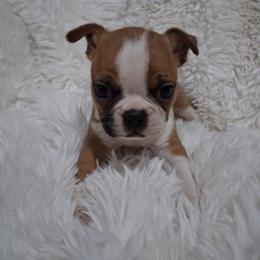 Sushi - Seal and white female Boston Terrier puppy in Catawba, North Carolina from Lil Wiggles Boston Terriers