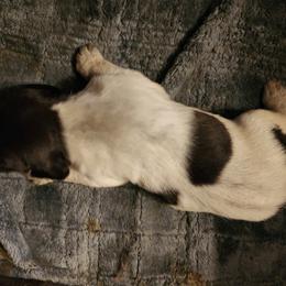 Boy 4 - Liver and white German Wirehaired Pointer puppy in Wellston, Ohio from Blue Line GWPs