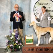 Cassi - Saluki