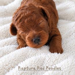 Hazel - Red  female Poodle puppy in Midway City, California from Rapture Red Poodles