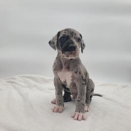 Rumple - Merle male Great Dane puppy in Kannapolis, North Carolina from Carolina Great Danes & Toy Poodles