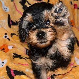 Mary Ann 2500 - Black and tan female Yorkipoo puppy in Gastonia, North Carolina from Banks Dynasty Kennel