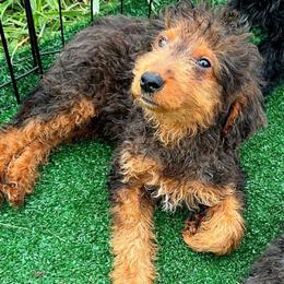 Boy 3 - Phantom male Goldendoodle puppy in Holly, Colorado from Vida’s Loving Doodles