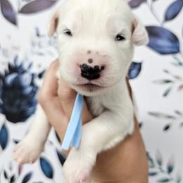Light Blue - White and black male Dalmatian puppy in Gray, Georgia from Fuller Spots