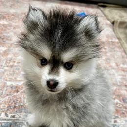 Pomsky Puppies from SZ Rolling Acres LLC
