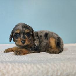 Alexander - f2b (1 lb 10 oz) - Merle male Cavapoo puppy in Floyd, Virginia from Hearts and Paws Poodles and Doodles