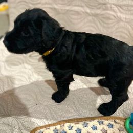Giant Schnauzer and Poodle Puppies from Mississippi Poodles, Doodles and Giants