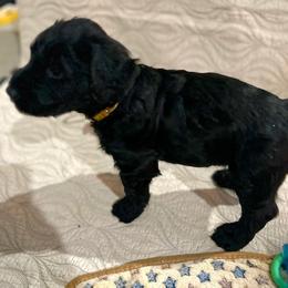 Giant Schnauzer and Poodle Puppies from Mississippi Poodles, Doodles and Giants