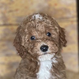 Bernedoodle, Goldendoodle, and Poodle Puppies from Bells Poodles n Doodles