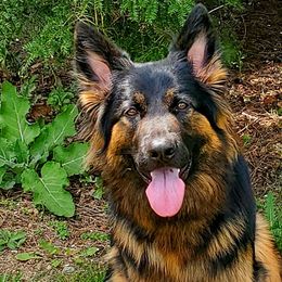 German Shepherds from Bridgette Murray