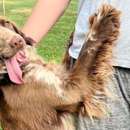 Remi - English Springer Spaniel