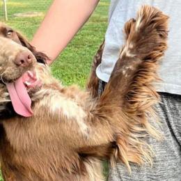 Remi - English Springer Spaniel