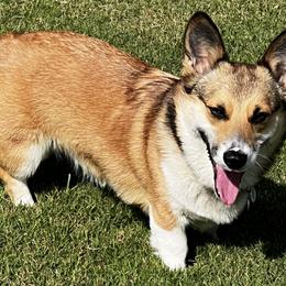 Pembroke Welsh Corgis from Linda Delarios