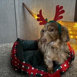Braveheart's RIP Dutton Blake - Dapple male Dachshund puppy in Searcy, Arkansas from Short and Sassy Doxies
