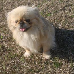 Drax - Pekingese