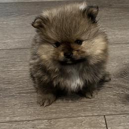 Pomeranian Puppies from Lori’s Precious Poms