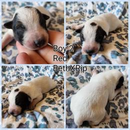 Boy 2 - Red mottled male Australian Cattle Dog puppy in Bradford, Arkansas from Cedar Rock Heelers and Kelpies
