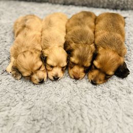 Dachshund Puppies from Jen's Doxie Den