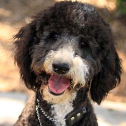 Double Doodle, Goldendoodle, and Labradoodle All Grown Up from The Doodle Ranch-California