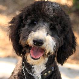 Double Doodle, Goldendoodle, and Labradoodle All Grown Up from The Doodle Ranch-California