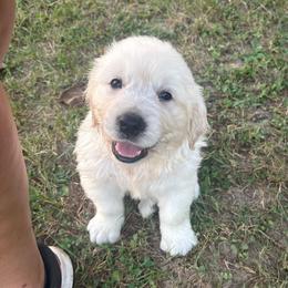 Dash - Light golden male Golden Retriever puppy in Grant County, Indiana from On The Sunny Side Pavey Farms