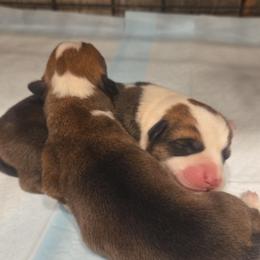 Lucky - Sable male Pembroke Welsh Corgi puppy in Mouth Of Wilson, Virginia from Holly Ridge Aussies, Aussiedoodles & Corgis