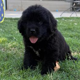 Green Collar girlie - Black female Newfoundland puppy in Squaw Valley, California from Bear Mountain