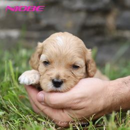 Niobe - Cream female Cockapoo puppy in Canastota, New York from Silver City Cockapoos