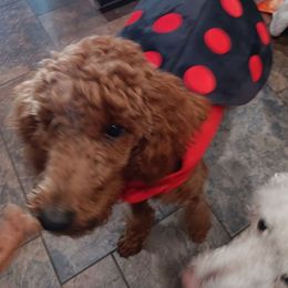 Ginger - Poodle