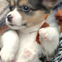 Pembroke Welsh Corgis from Abby corgis