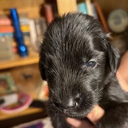 Sapphire - Black female Flat-Coated Retriever puppy in Saxapahaw, North Carolina from Banquo