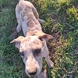 Tiny - Harlequin female Great Dane puppy in Cunningham, Kansas from Garden Grove Great Danes