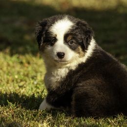 Boy 1 - Black tri male Miniature American Shepherd puppy in Franklinville, North Carolina from Fine Hill Miniature Americans