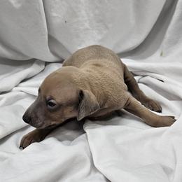 Fawn Male - Fawn male Italian Greyhound puppy in Newalla, Oklahoma from Heartland Iggys