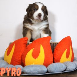 Australian Shepherd Puppies from Starlit Grove Australian Shepherds
