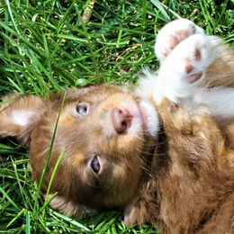BLUE COLLAR - Red tri Miniature Australian Shepherd puppy in Omak, Washington from Willow Flats Kennels