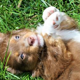BLUE COLLAR - Red tri Miniature Australian Shepherd puppy in Omak, Washington from Willow Flats Kennels