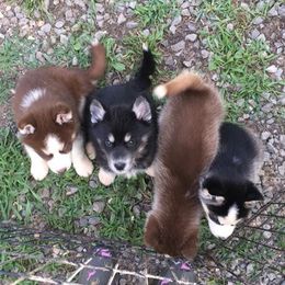 German Shepherds and Siberian Huskies from Stubbs Kennels