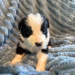 Thor - Black and white male Border Collie puppy in Mckinney, Texas from Border Collies of Ruidoso