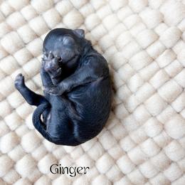 Ginger - Black female Poodle puppy in from Pink Poodles and Doodles