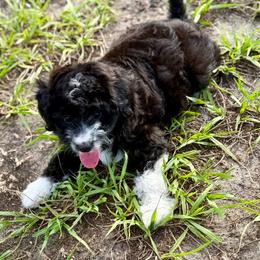 Purple collar toy - Black tri-color female Aussiedoodle puppy in 32046, Florida from River Hill Ranch
